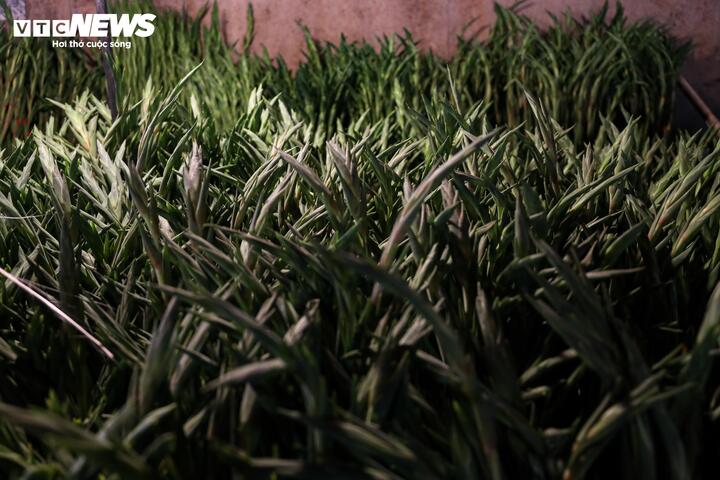 Biển người đi sắm Tết, chợ hoa lớn nhất miền Bắc tấp nập suốt đêm- Ảnh 9.