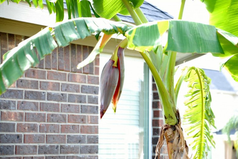 3 loại cây nên tránh trồng trước nhà năm Bính Ngọ- Ảnh 1.