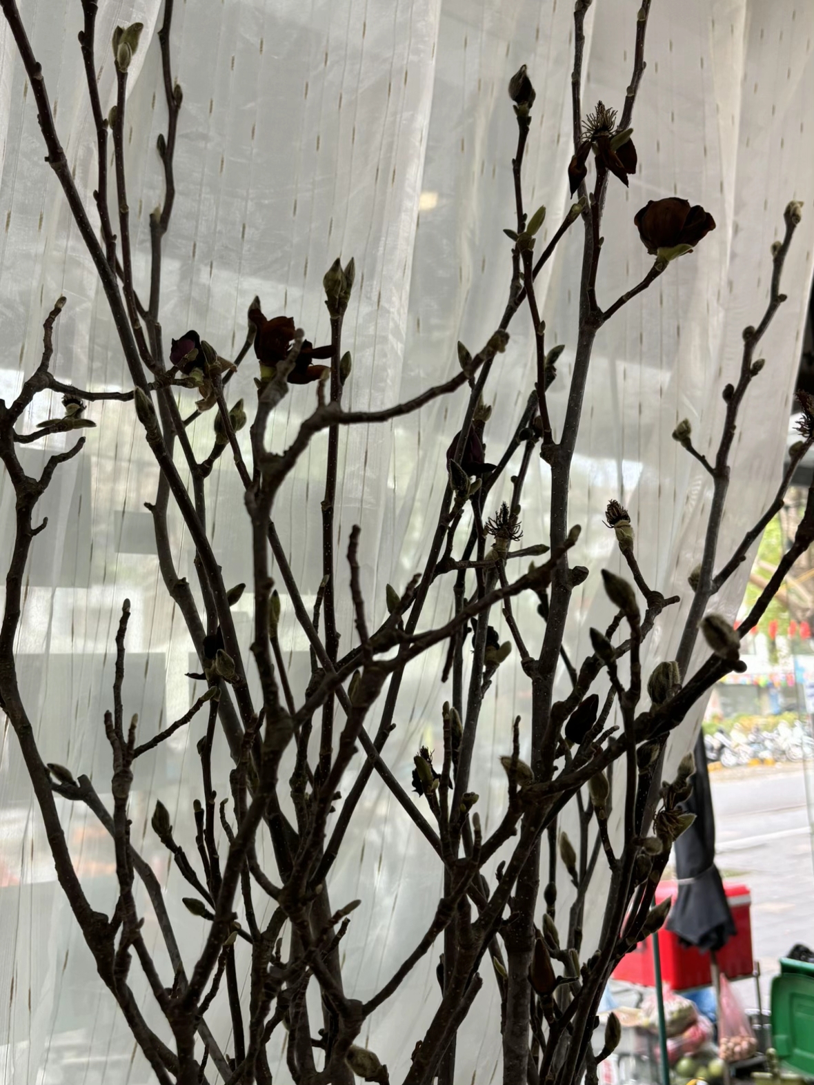 Cái kết "tàn canh gió lạnh" của dân chơi mộc lan Tết - Ảnh 18.