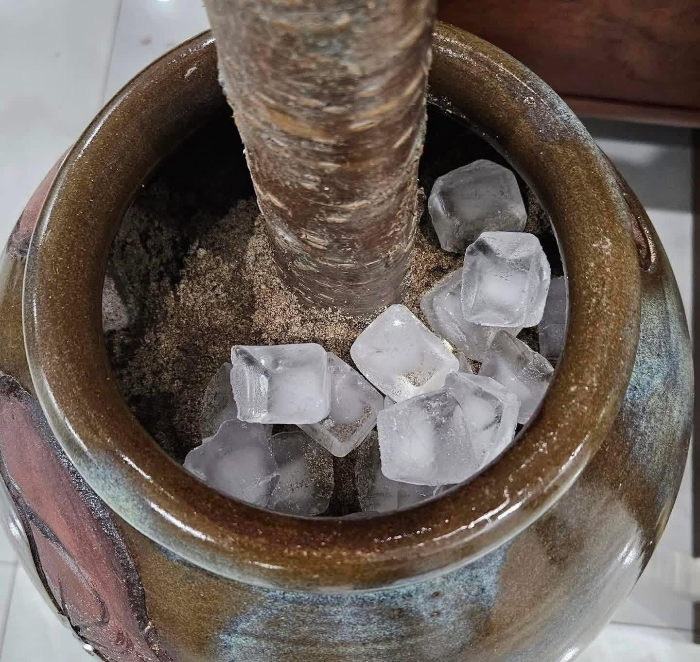 Miền Bắc lúc này: Đào chưa kịp Tết đã bung hết hoa, cả cõi mạng xin nhau tips “hoãn lại cái sự xinh đẹp ấy”- Ảnh 2.