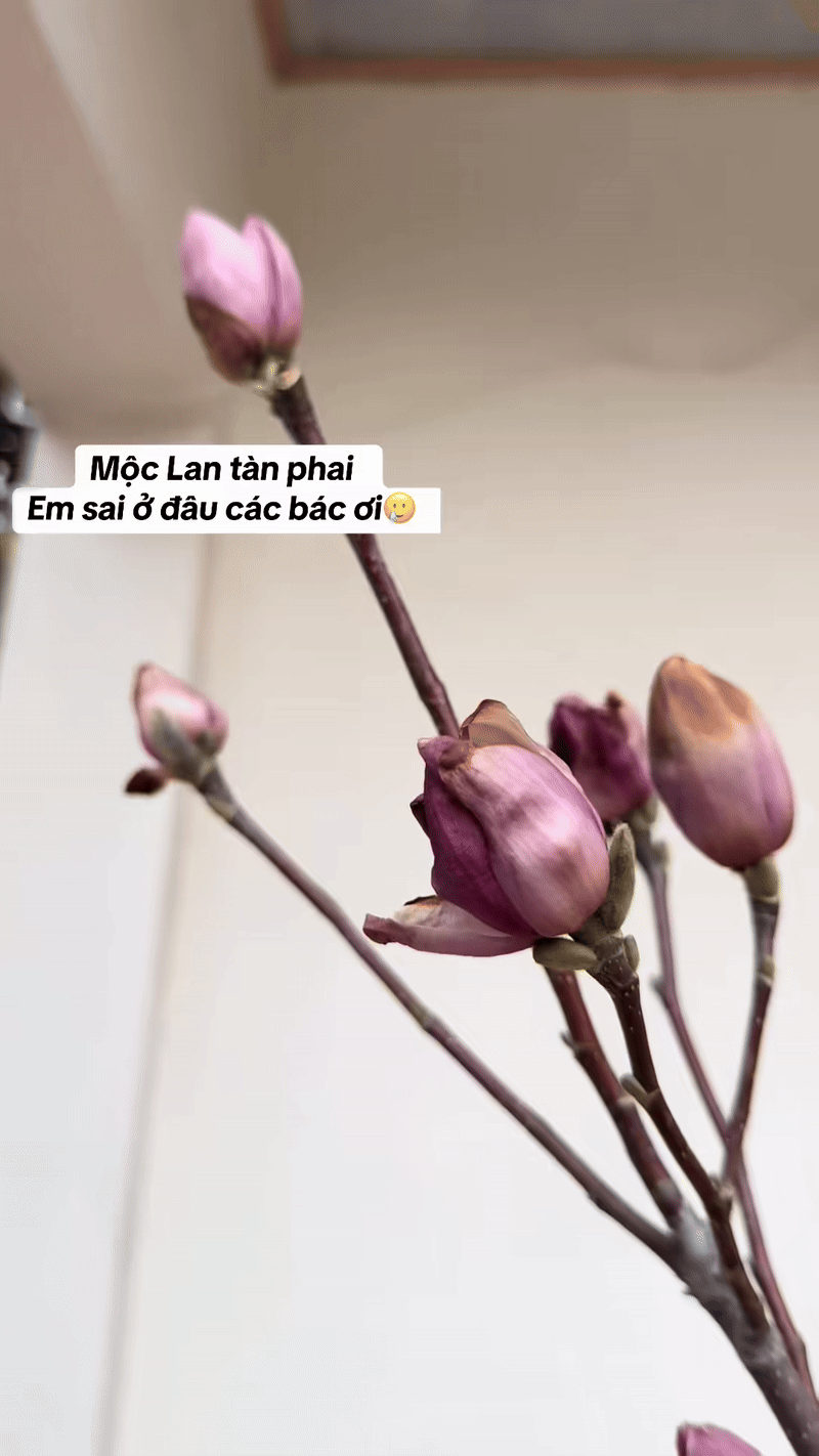 Cái kết "tàn canh gió lạnh" của dân chơi mộc lan Tết - Ảnh 13.