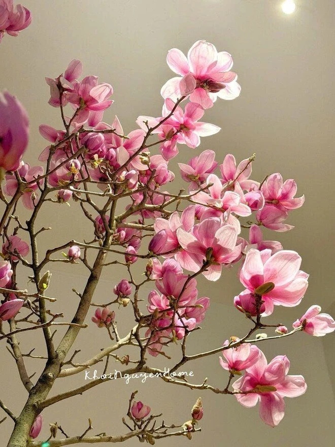 Cái kết "tàn canh gió lạnh" của dân chơi mộc lan Tết - Ảnh 1.