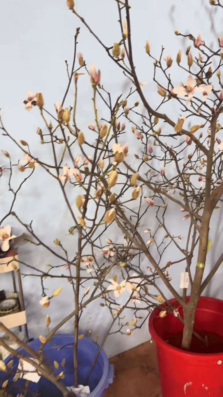 Cái kết "tàn canh gió lạnh" của dân chơi mộc lan Tết - Ảnh 21.