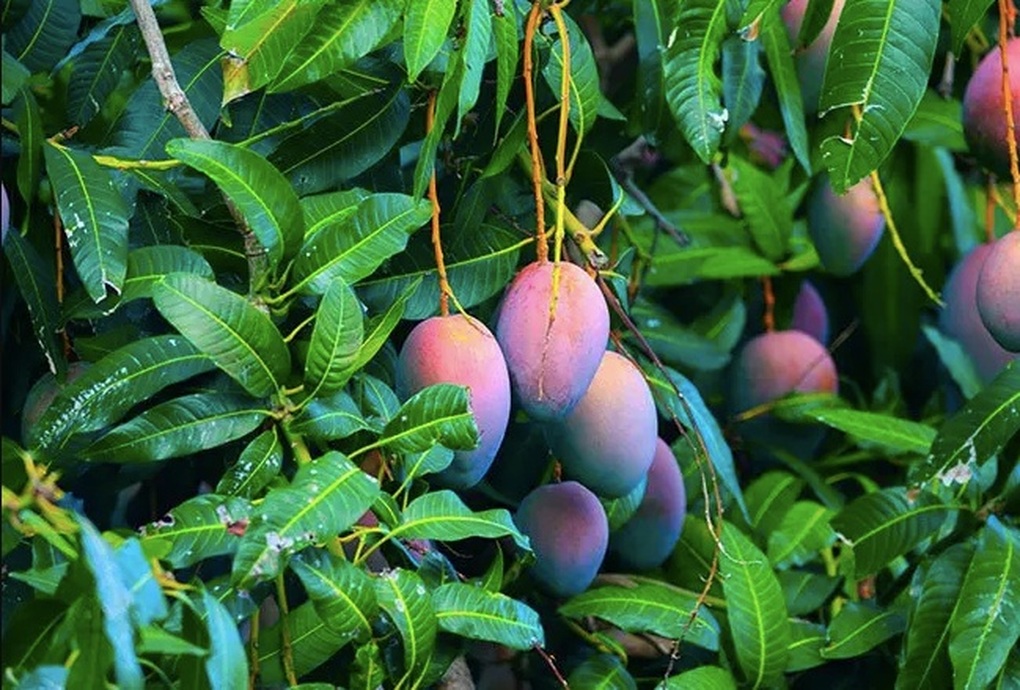 7 lá xoài giá 52.000 đồng ở Mỹ: Thứ bỏ đi ở Việt Nam lại thành hàng bán, người ta mua về làm gì?- Ảnh 1.