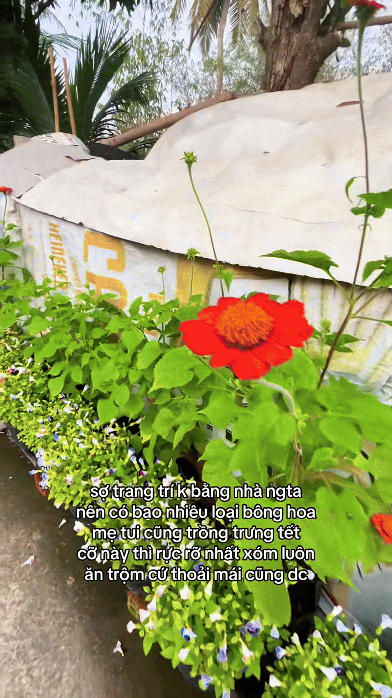 Trung bình nhà miền Tây đón Tết - Ảnh 3.