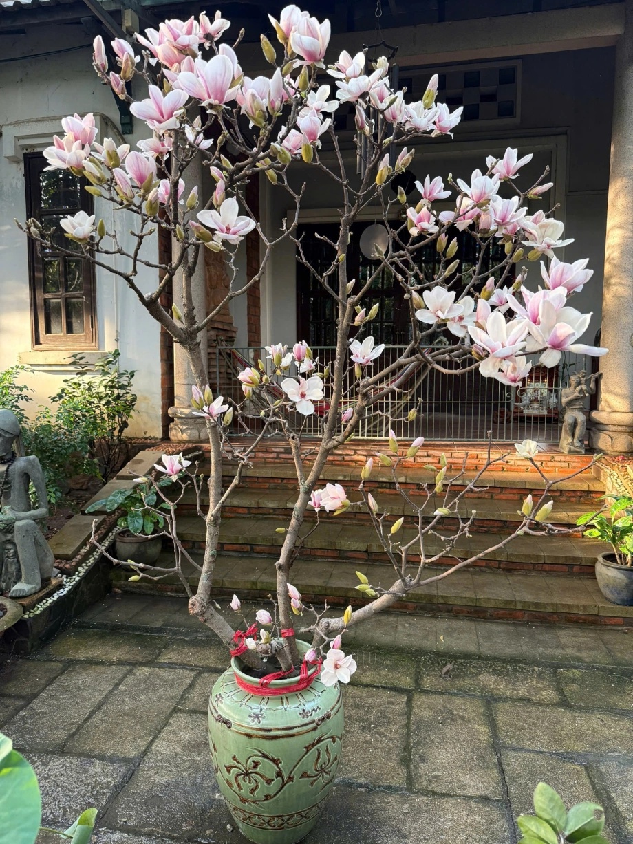 Cái kết "tàn canh gió lạnh" của dân chơi mộc lan Tết - Ảnh 3.