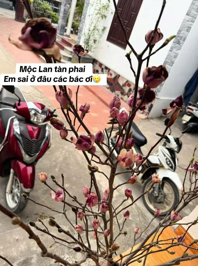 Cái kết "tàn canh gió lạnh" của dân chơi mộc lan Tết - Ảnh 14.