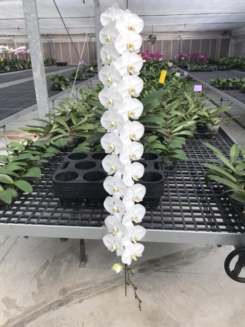 Tự nhiên Tết năm nay, người ta lại thi nhau mua một loại hoa có cái tên cực mỹ miều đi biếu tặng, vừa có gu vừa tinh tế- Ảnh 7.