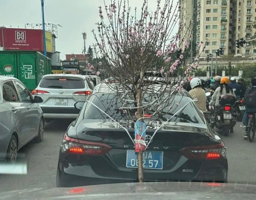 Xử phạt tài xế xe biển xanh chở cành đào che lấp biển số- Ảnh 1.