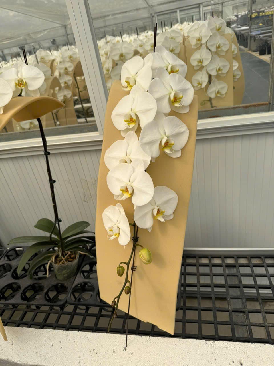 Tự nhiên Tết năm nay, người ta lại thi nhau mua một loại hoa có cái tên cực mỹ miều đi biếu tặng, vừa có gu vừa tinh tế- Ảnh 16.