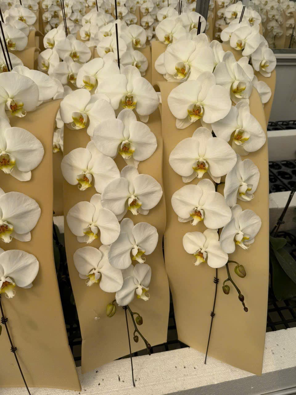 Tự nhiên Tết năm nay, người ta lại thi nhau mua một loại hoa có cái tên cực mỹ miều đi biếu tặng, vừa có gu vừa tinh tế- Ảnh 13.