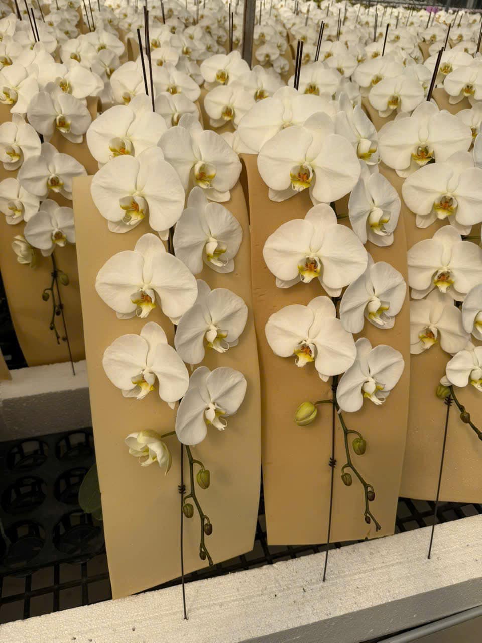 Tự nhiên Tết năm nay, người ta lại thi nhau mua một loại hoa có cái tên cực mỹ miều đi biếu tặng, vừa có gu vừa tinh tế- Ảnh 15.