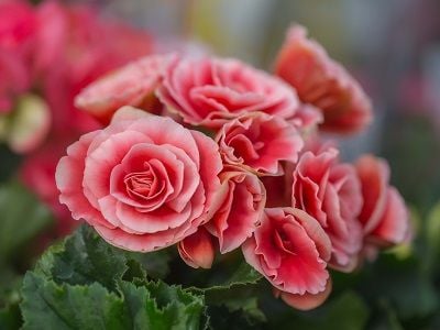 5 loại cây đặt trong nhà ngày Tết sạch không khí, đón tài lộc tăng tuổi thọ - Ảnh 2.