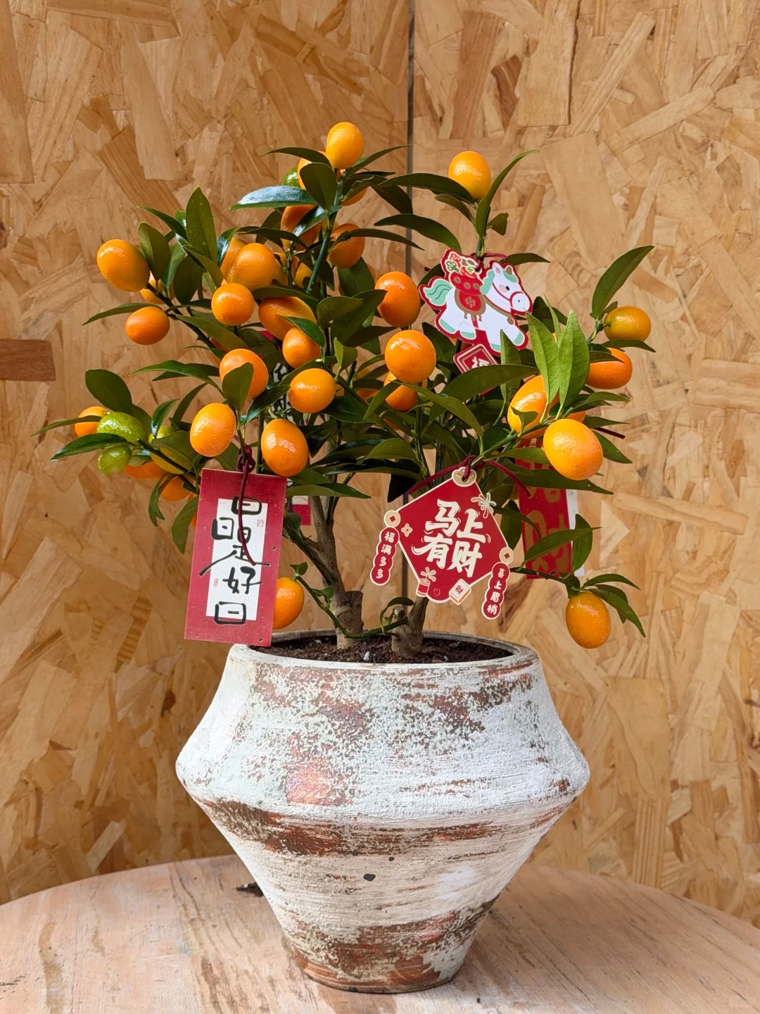 Chưa rinh chậu quất này coi như Tết vơi đi một nửa: Nhỏ thôi nhưng "gánh" trọn không khí xuân trong nhà- Ảnh 8.