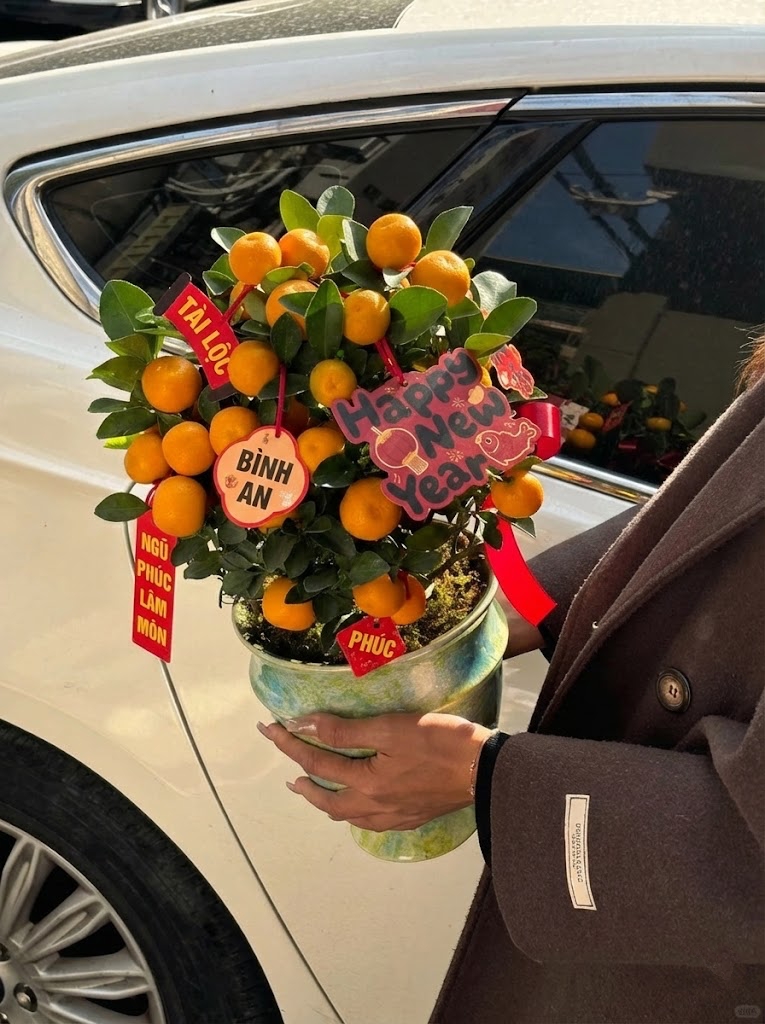 Chưa rinh chậu quất này coi như Tết vơi đi một nửa: Nhỏ thôi nhưng "gánh" trọn không khí xuân trong nhà- Ảnh 6.