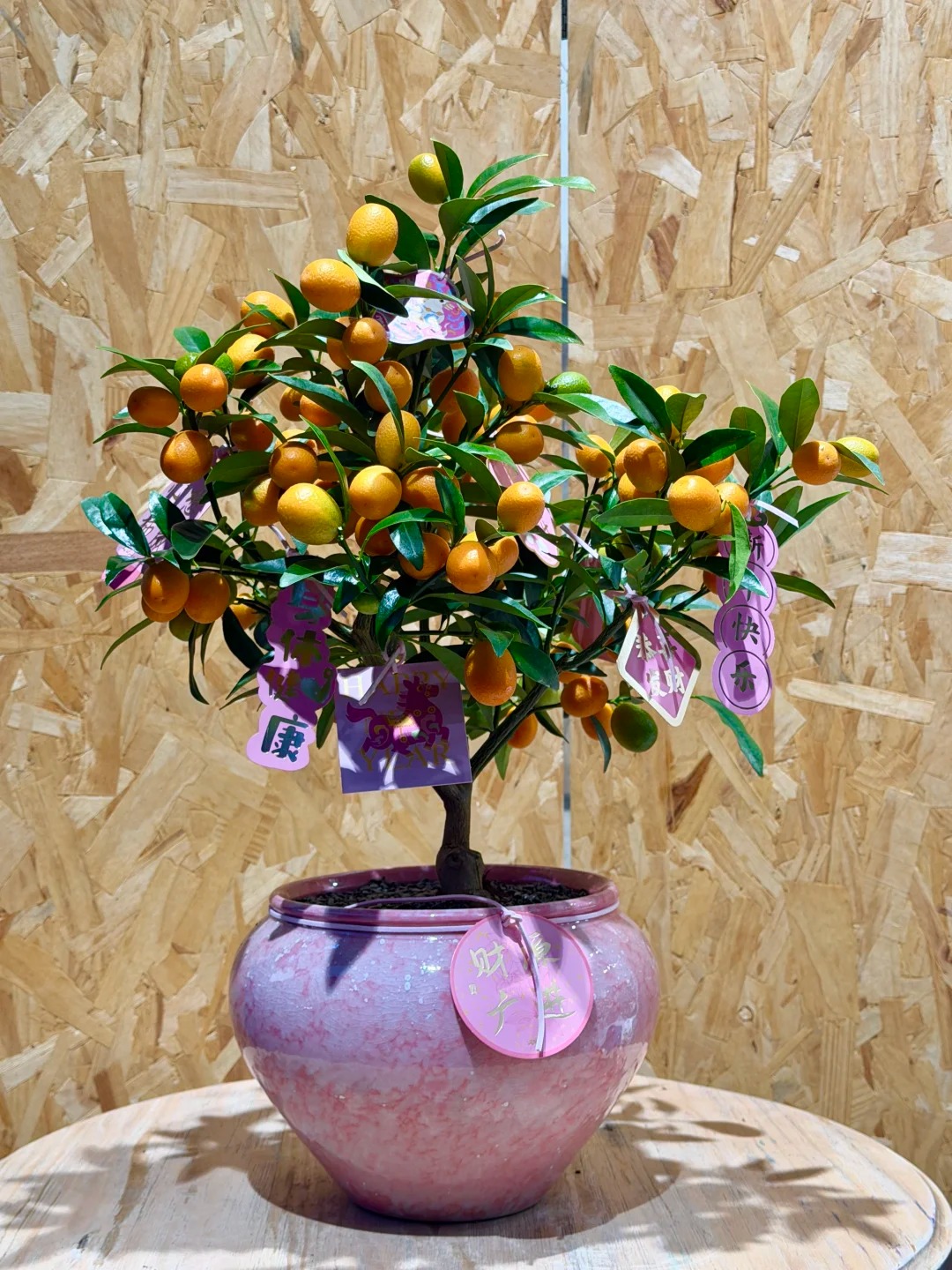Chưa rinh chậu quất này coi như Tết vơi đi một nửa: Nhỏ thôi nhưng "gánh" trọn không khí xuân trong nhà- Ảnh 9.