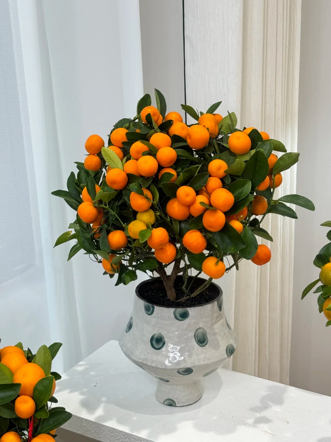 Chưa rinh chậu quất này coi như Tết vơi đi một nửa: Nhỏ thôi nhưng "gánh" trọn không khí xuân trong nhà- Ảnh 18.