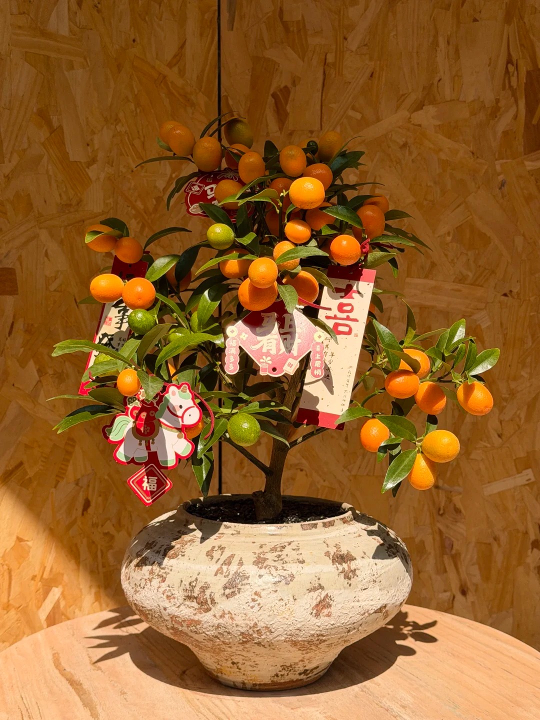 Chưa rinh chậu quất này coi như Tết vơi đi một nửa: Nhỏ thôi nhưng "gánh" trọn không khí xuân trong nhà- Ảnh 10.