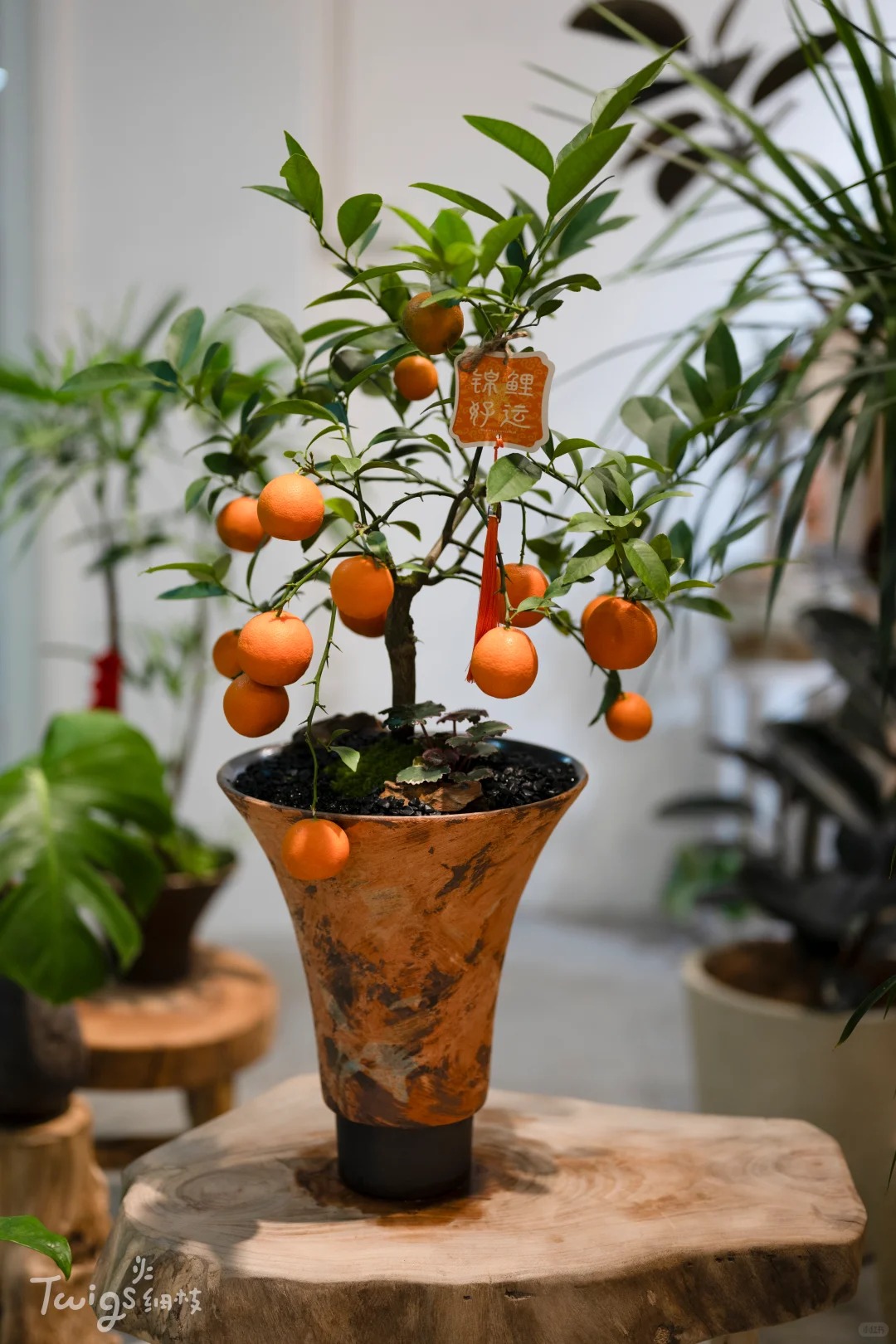 Chưa rinh chậu quất này coi như Tết vơi đi một nửa: Nhỏ thôi nhưng "gánh" trọn không khí xuân trong nhà- Ảnh 42.
