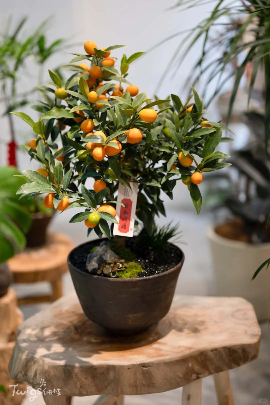 Chưa rinh chậu quất này coi như Tết vơi đi một nửa: Nhỏ thôi nhưng "gánh" trọn không khí xuân trong nhà- Ảnh 43.