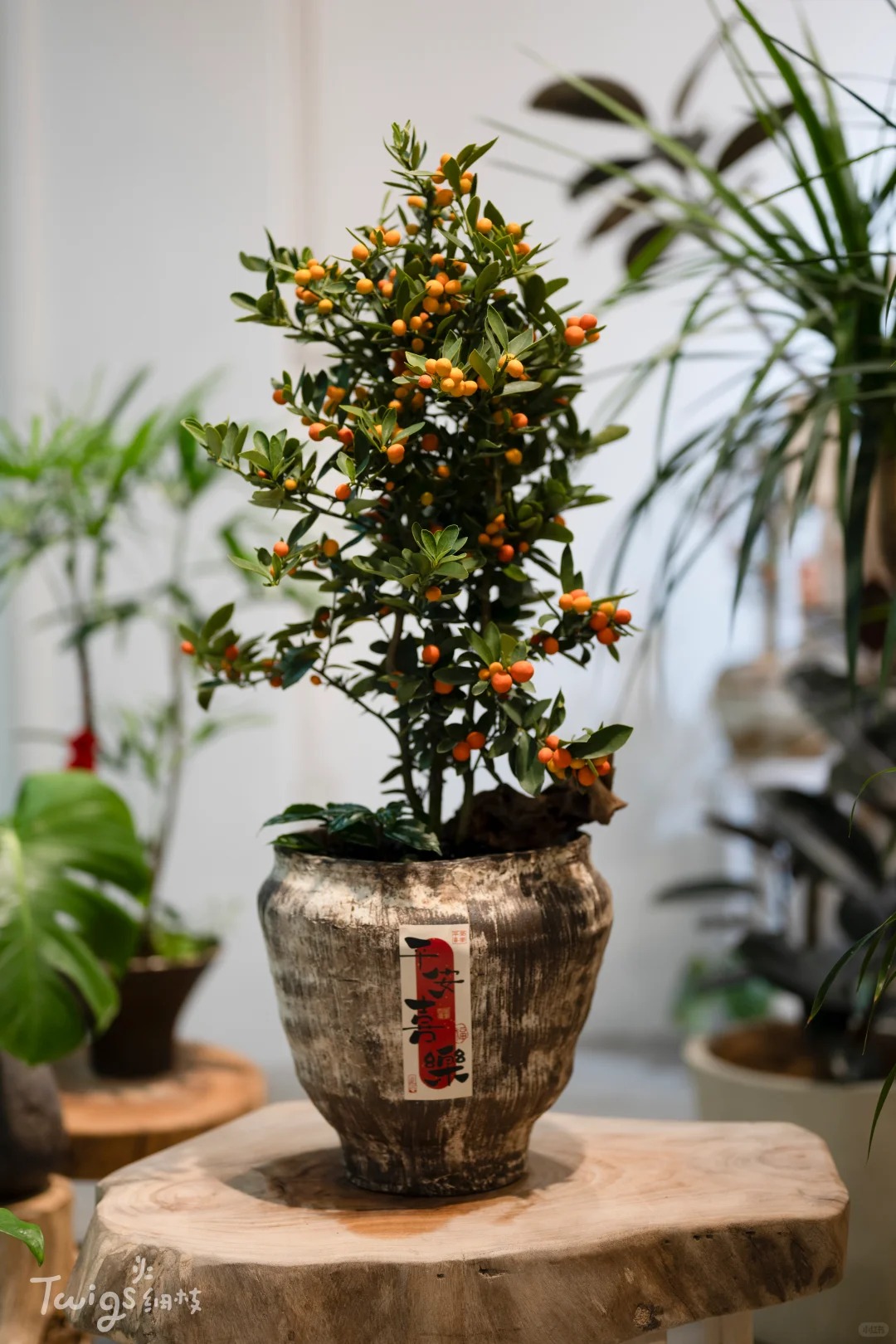 Chưa rinh chậu quất này coi như Tết vơi đi một nửa: Nhỏ thôi nhưng "gánh" trọn không khí xuân trong nhà- Ảnh 36.