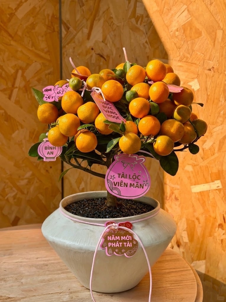 Chưa rinh chậu quất này coi như Tết vơi đi một nửa: Nhỏ thôi nhưng "gánh" trọn không khí xuân trong nhà- Ảnh 2.