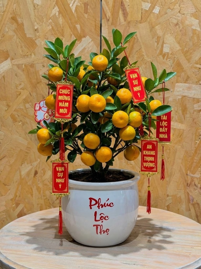 Chưa rinh chậu quất này coi như Tết vơi đi một nửa: Nhỏ thôi nhưng "gánh" trọn không khí xuân trong nhà- Ảnh 4.