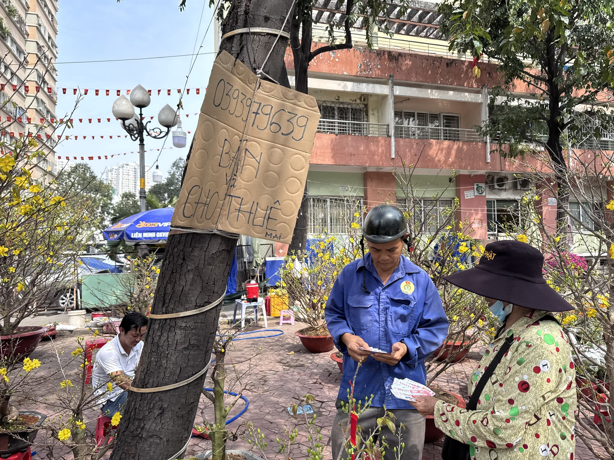 Dịch vụ cho thuê mai Tết 2026 gặp khó khăn vì cạnh tranh mai giá rẻ - Ảnh 1. Dịch vụ cho thuê mai Tết 2026 gặp khó khăn vì cạnh tranh mai giá rẻ - Ảnh 1.