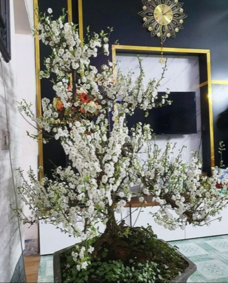 Đã tìm ra "vua hoa Tết" nở nghìn bông đẹp hơn tranh vẽ, chưng một chậu nhà sang gấp 100 lần - Ảnh 5.