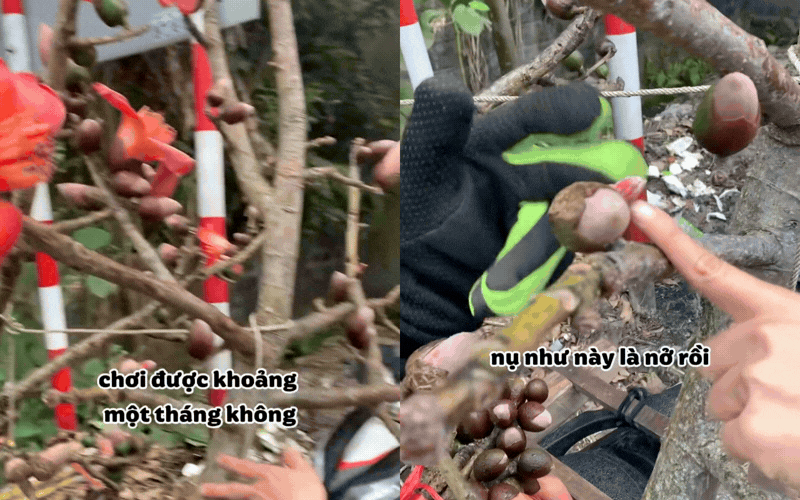 Thú chơi hoa Tết "độc lạ": Ngã ngửa với cành hoa gạo Sapa giá 600k, nghe xong nguồn gốc dân tình khuyên thật lòng "có cho cũng đừng cắm"- Ảnh 2.