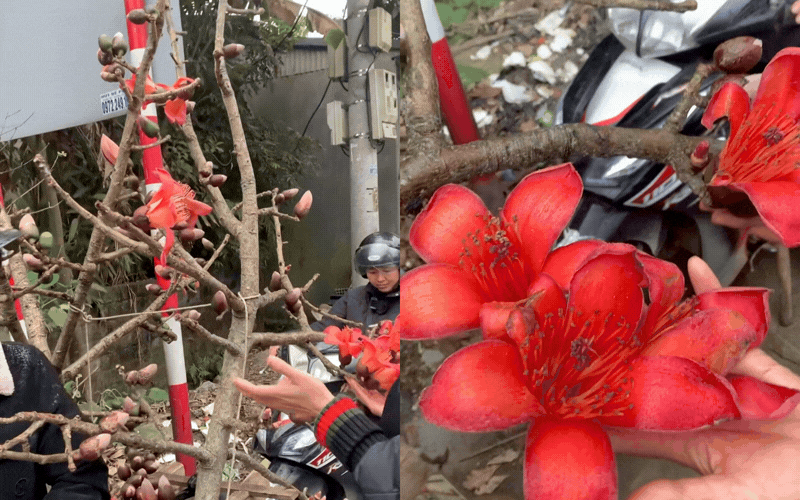 Thú chơi hoa Tết "độc lạ": Ngã ngửa với cành hoa gạo Sapa giá 600k, nghe xong nguồn gốc dân tình khuyên thật lòng "có cho cũng đừng cắm"- Ảnh 1.