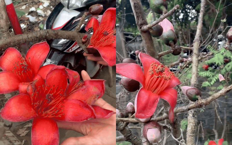 Thú chơi hoa Tết "độc lạ": Ngã ngửa với cành hoa gạo Sapa giá 600k, nghe xong nguồn gốc dân tình khuyên thật lòng "có cho cũng đừng cắm"- Ảnh 3.