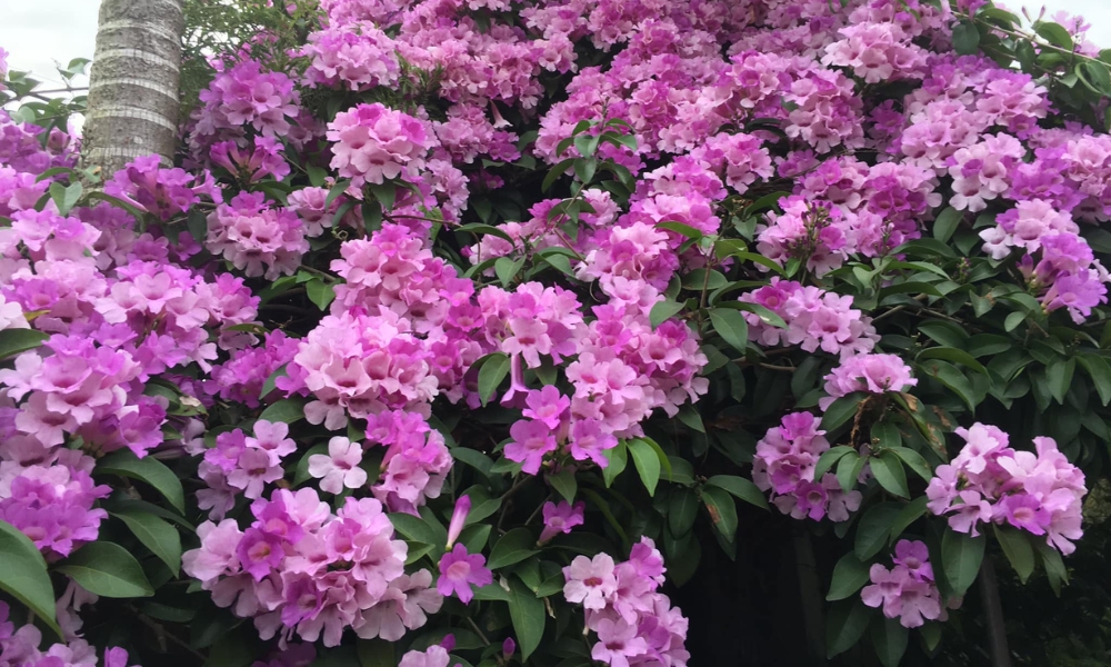 5 loài hoa nên tránh cắm ngày Tết: Tán lộc, đặt đâu trong nhà cũng không tốt cho sức khỏe- Ảnh 2.