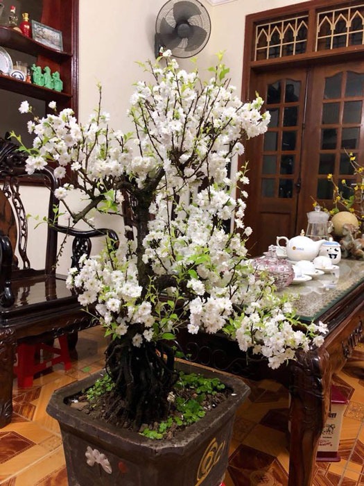 Đã tìm ra "vua hoa Tết" nở nghìn bông đẹp hơn tranh vẽ, chưng một chậu nhà sang gấp 100 lần - Ảnh 4.