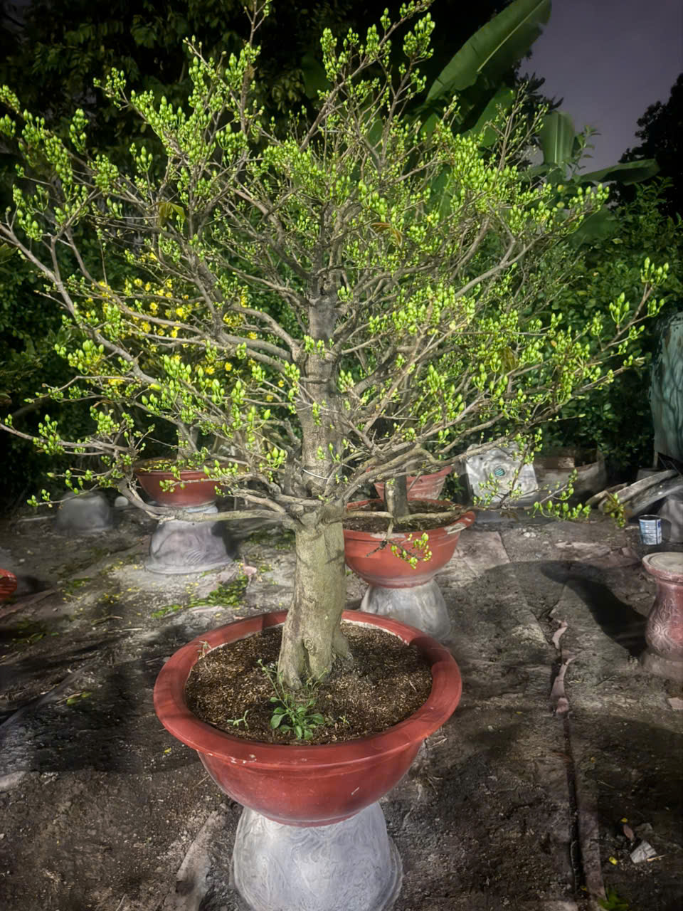 Dịch vụ cho thuê mai Tết 2026 gặp khó khăn vì cạnh tranh mai giá rẻ - Ảnh 3. Dịch vụ cho thuê mai Tết 2026 gặp khó khăn vì cạnh tranh mai giá rẻ - Ảnh 3.