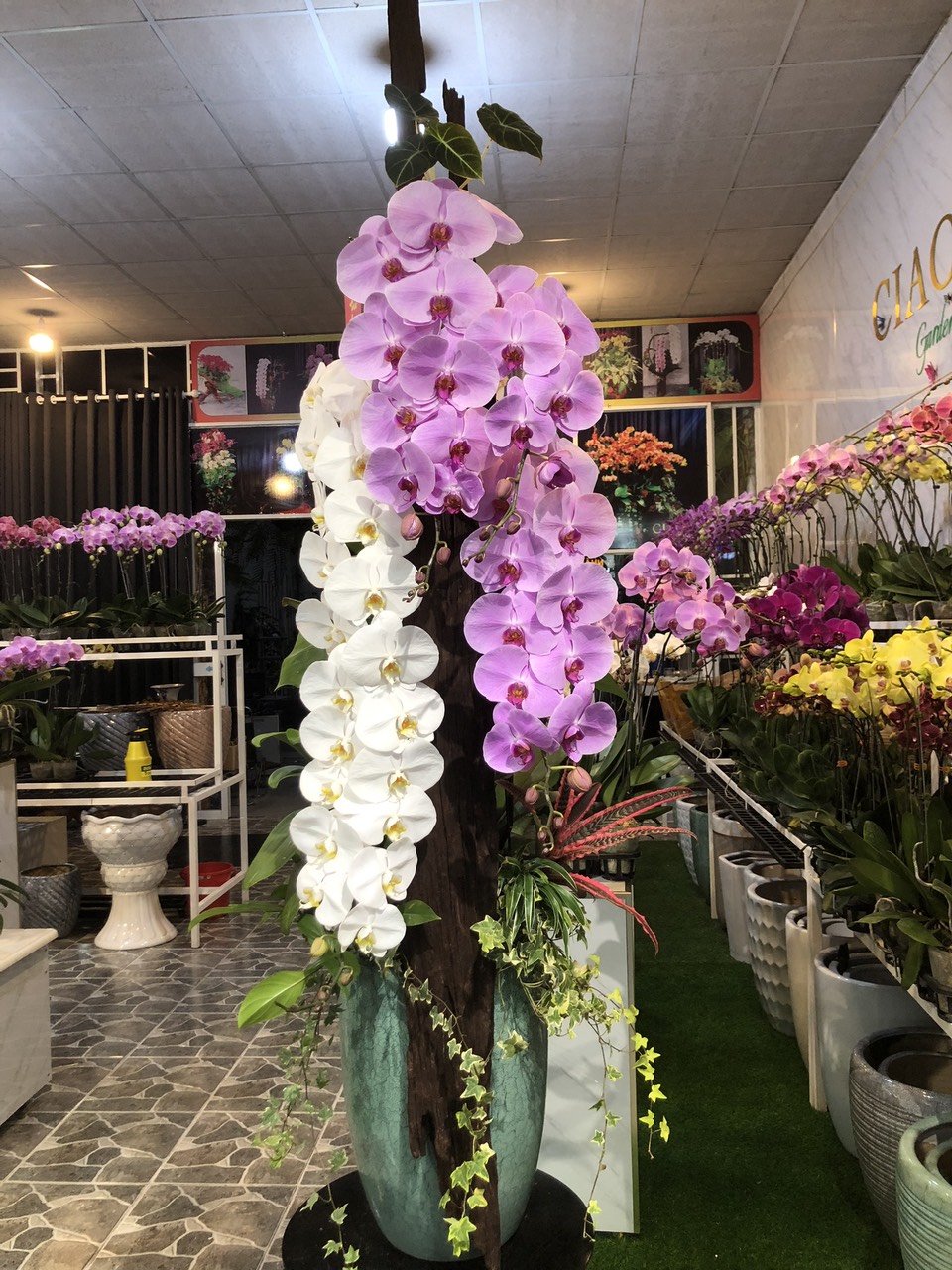 Tự nhiên Tết năm nay, người ta lại thi nhau mua một loại hoa có cái tên cực mỹ miều đi biếu tặng, vừa có gu vừa tinh tế- Ảnh 18.