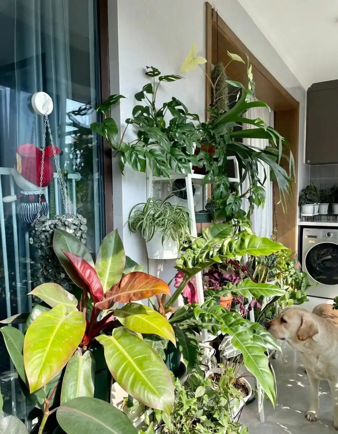 Không phải mê tín: Đừng đặt 4 thứ này ở ban công dù rộng đến mấy, tránh ảnh hưởng sức khỏe, rước họa vào thân - Ảnh 1.