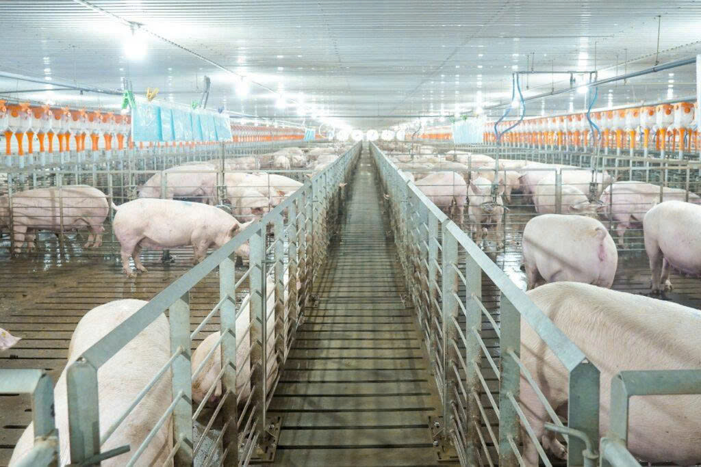 Các 'ông lớn' ngành chăn nuôi kinh doanh ra sao trong năm 2025? - Ảnh 1.