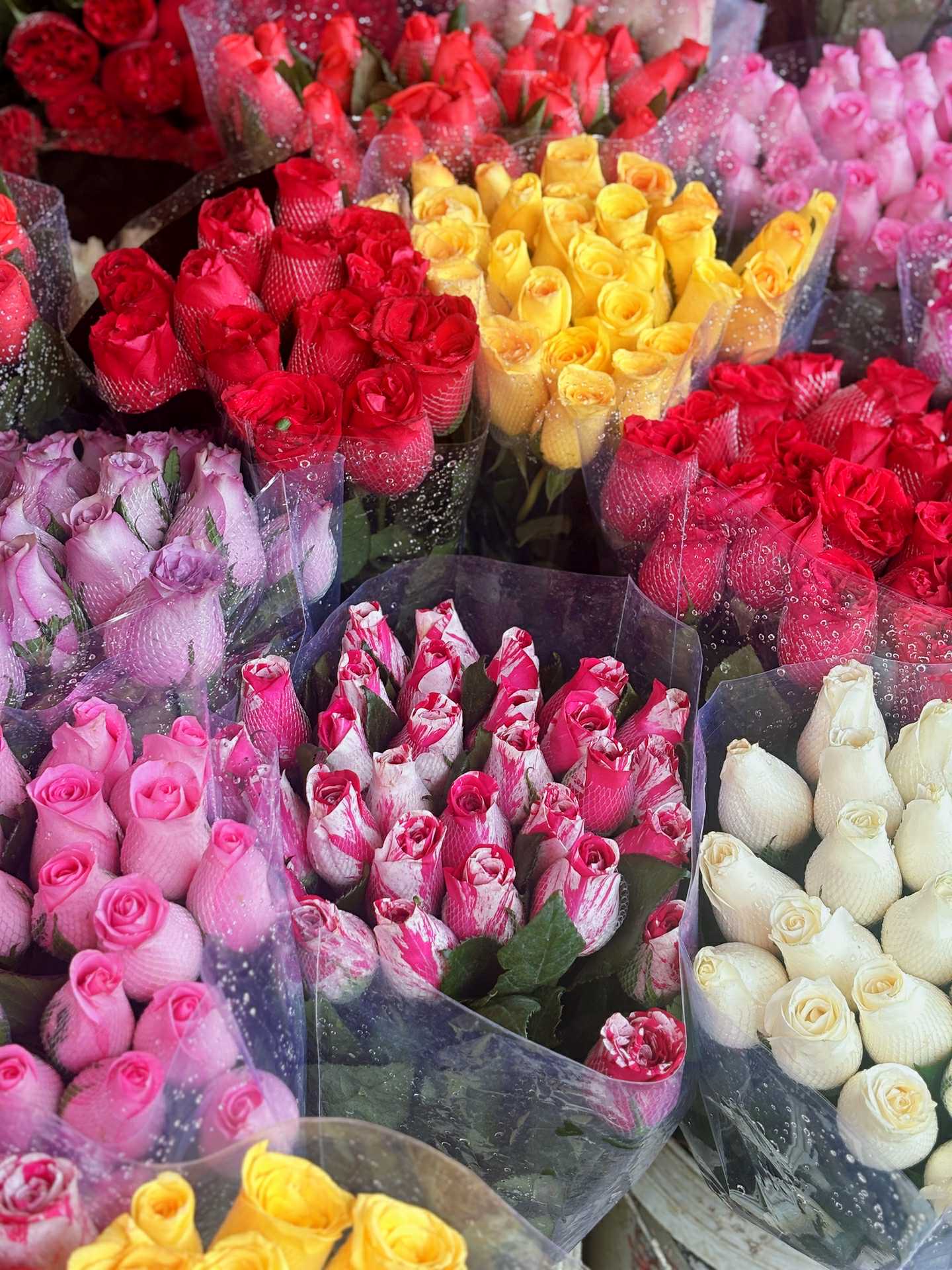 Cập nhật giá cả hoa ngày 28 Tết: Tuyết mai rẻ bất ngờ, cúc đẹp “đỉnh cao”, mộc lan trở thành hot trend - Ảnh 7.