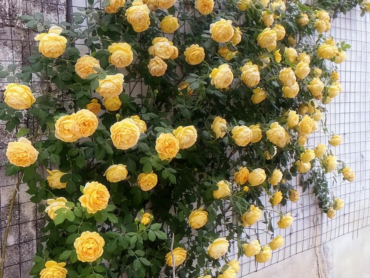 Không mua nhà thành phố, cặp vợ chồng 33 tuổi biến sân quê thành "phòng tắm nắng" và chọn một kiểu tự do tài chính khiến dân mạng tranh luận- Ảnh 13.