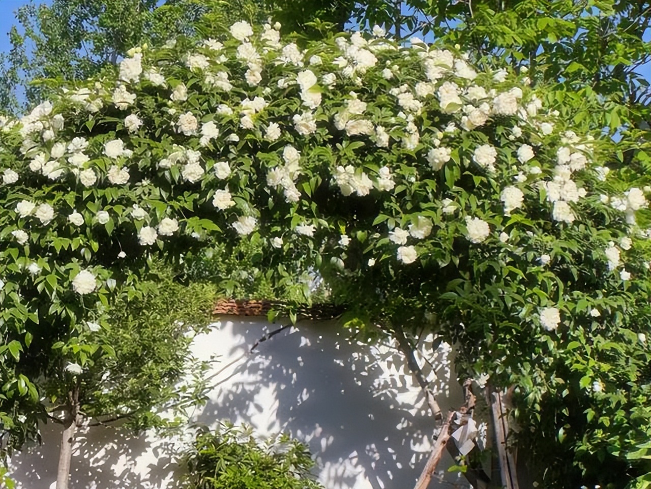 Không mua nhà thành phố, cặp vợ chồng 33 tuổi biến sân quê thành "phòng tắm nắng" và chọn một kiểu tự do tài chính khiến dân mạng tranh luận- Ảnh 14.