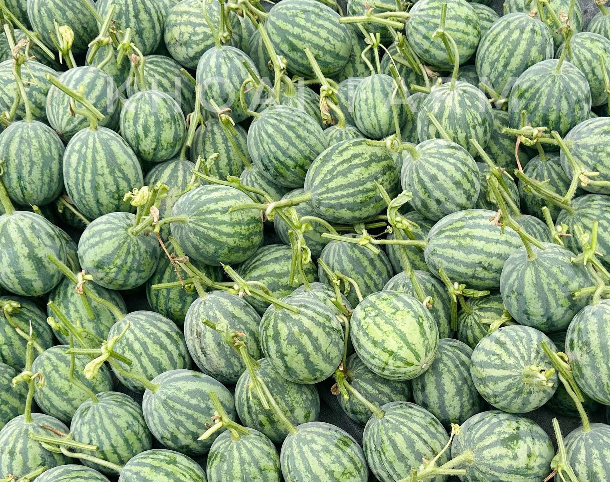 Nhà có em bé mê dưa, mẹ trồng hẳn vườn dưa mấy nghìn quả, ngắm cả khu vườn xanh mát khiến ai ghé cũng phải ngỡ ngàng- Ảnh 3.