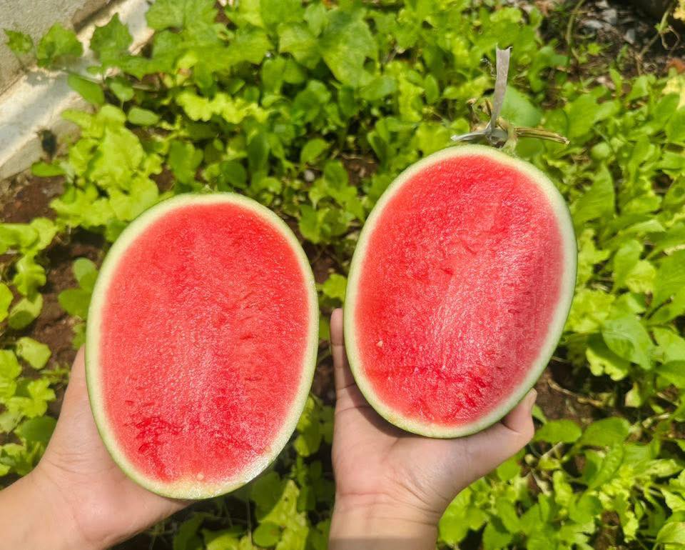 Nhà có em bé mê dưa, mẹ trồng hẳn vườn dưa mấy nghìn quả, ngắm cả khu vườn xanh mát khiến ai ghé cũng phải ngỡ ngàng- Ảnh 9.