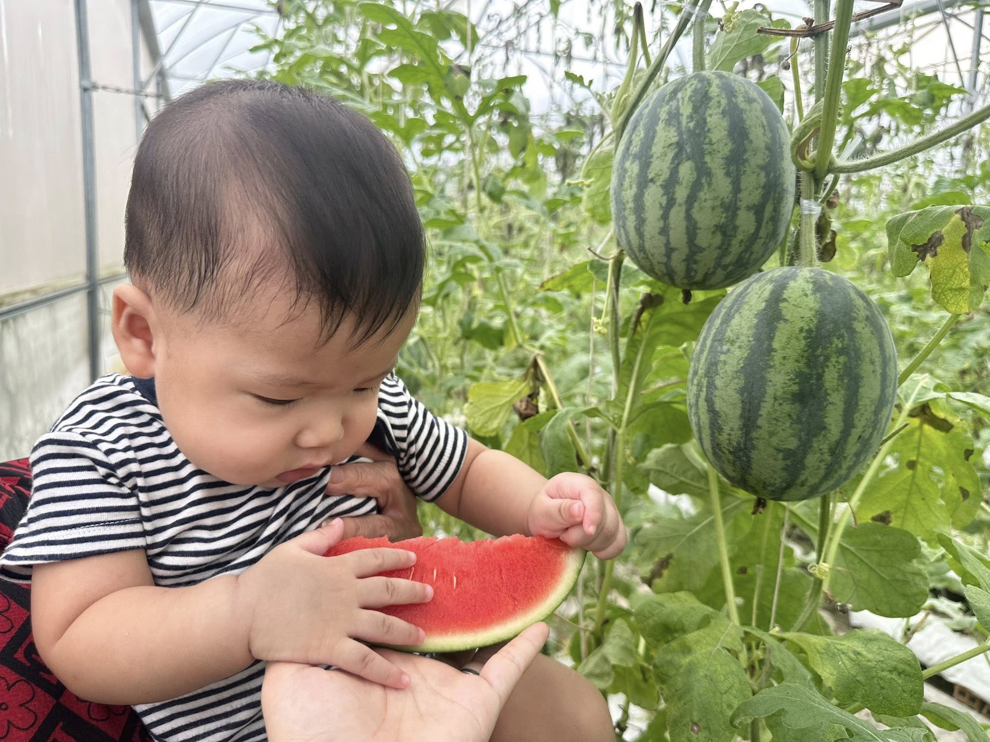 Nhà có em bé mê dưa, mẹ trồng hẳn vườn dưa mấy nghìn quả, ngắm cả khu vườn xanh mát khiến ai ghé cũng phải ngỡ ngàng- Ảnh 8.