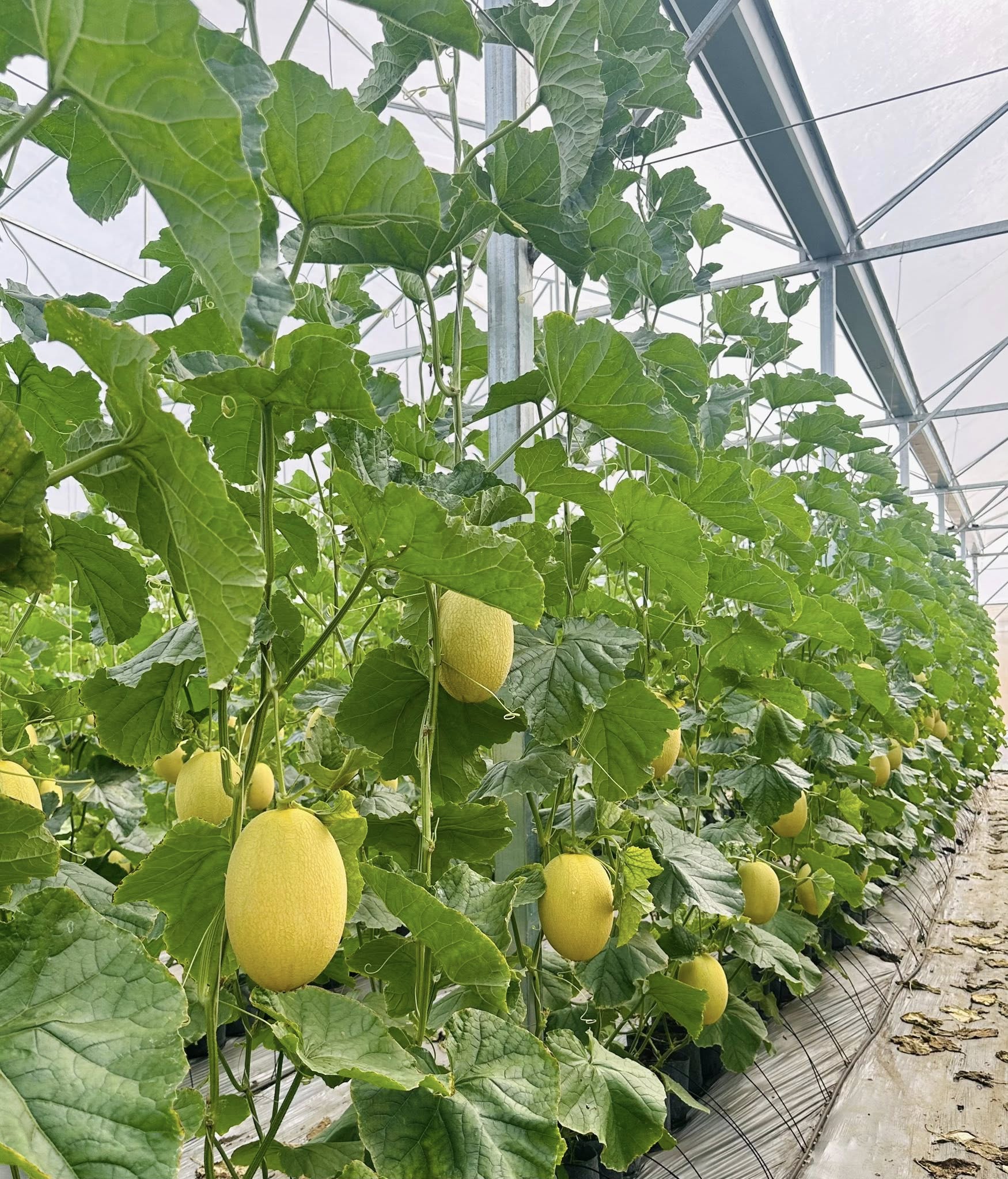 Nhà có em bé mê dưa, mẹ trồng hẳn vườn dưa mấy nghìn quả, ngắm cả khu vườn xanh mát khiến ai ghé cũng phải ngỡ ngàng- Ảnh 6.