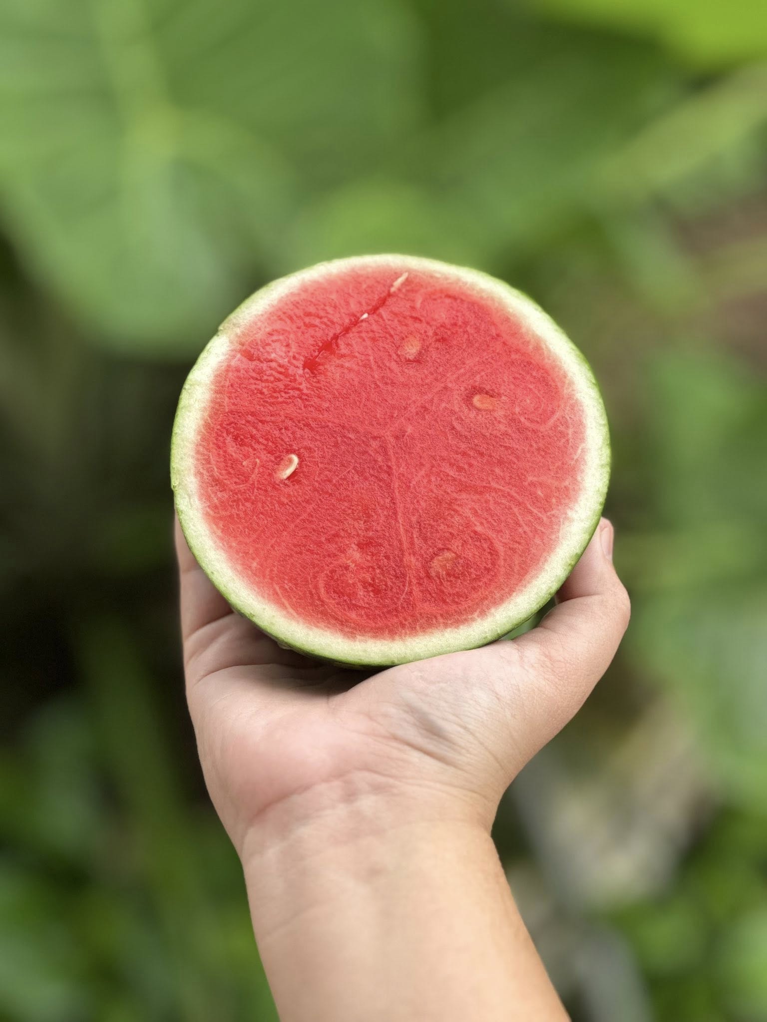 Nhà có em bé mê dưa, mẹ trồng hẳn vườn dưa mấy nghìn quả, ngắm cả khu vườn xanh mát khiến ai ghé cũng phải ngỡ ngàng- Ảnh 10.