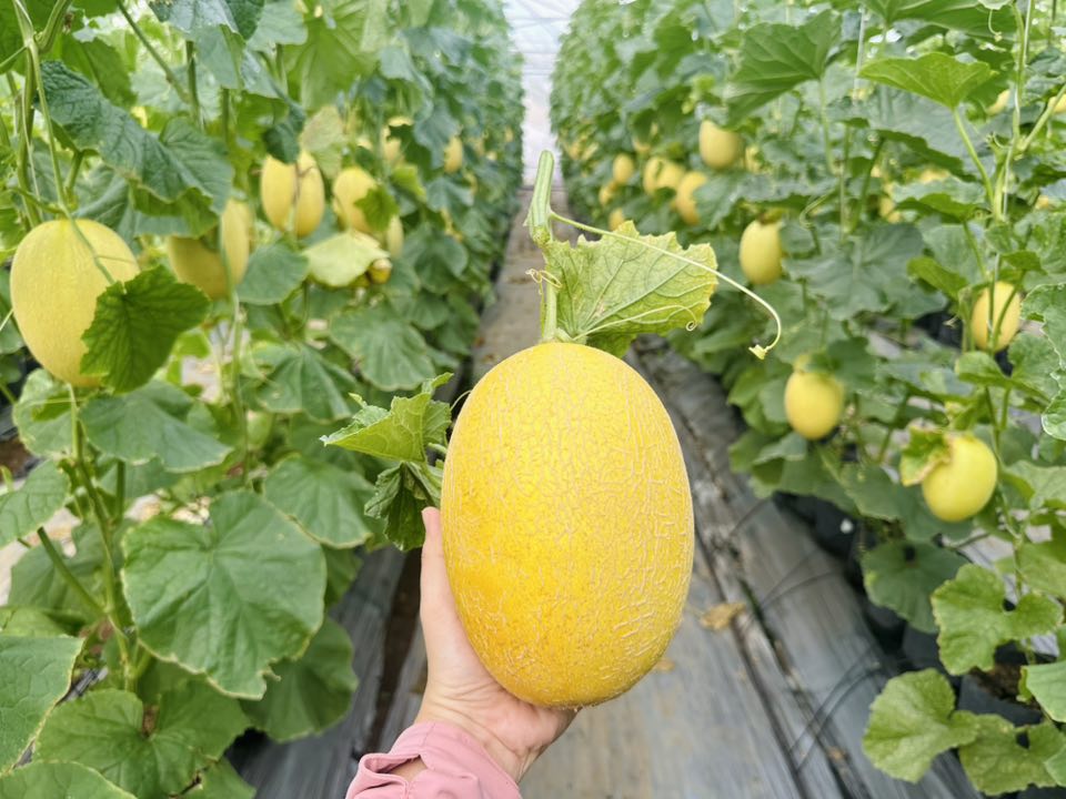 Nhà có em bé mê dưa, mẹ trồng hẳn vườn dưa mấy nghìn quả, ngắm cả khu vườn xanh mát khiến ai ghé cũng phải ngỡ ngàng- Ảnh 5.