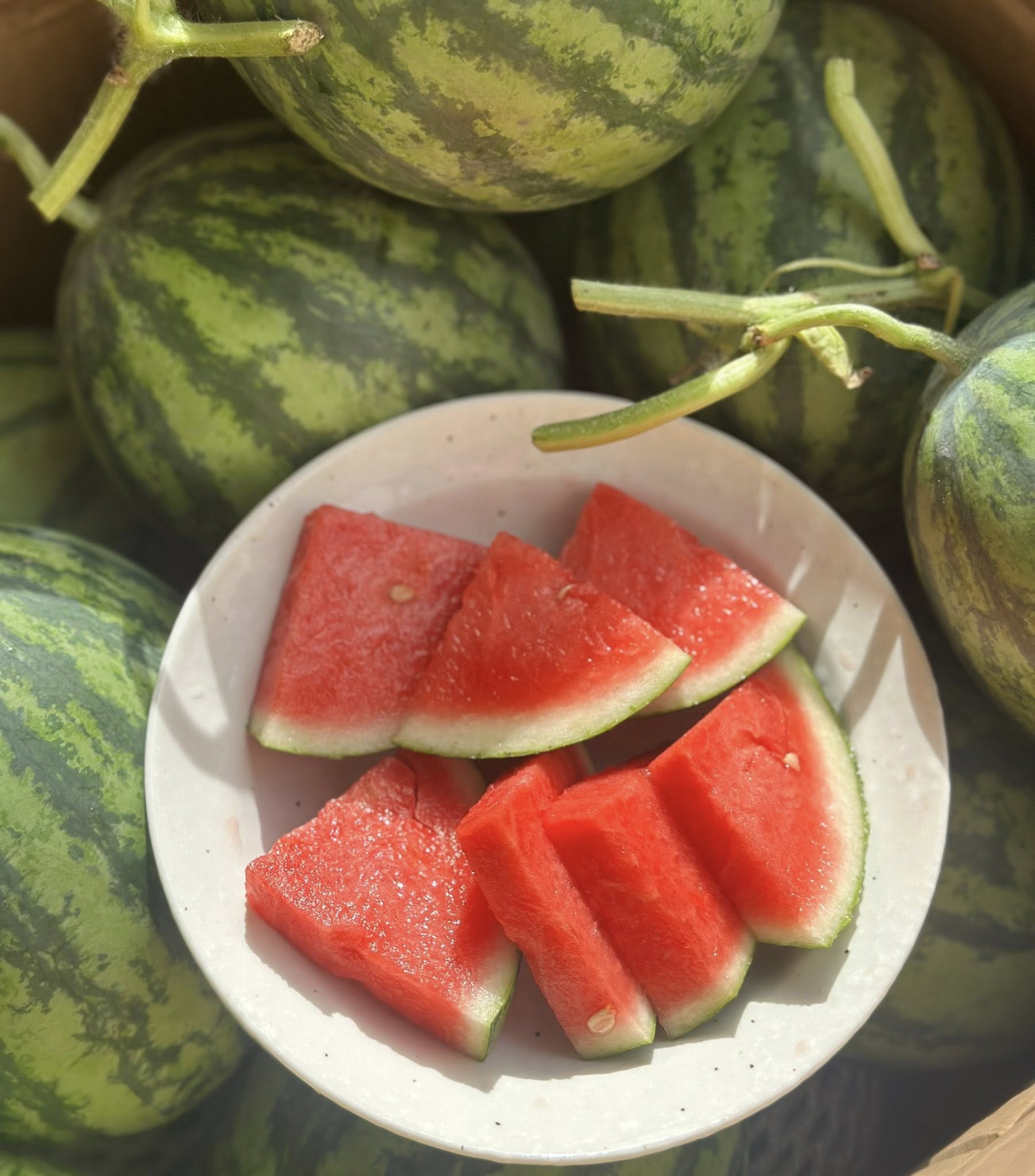 Nhà có em bé mê dưa, mẹ trồng hẳn vườn dưa mấy nghìn quả, ngắm cả khu vườn xanh mát khiến ai ghé cũng phải ngỡ ngàng- Ảnh 11.