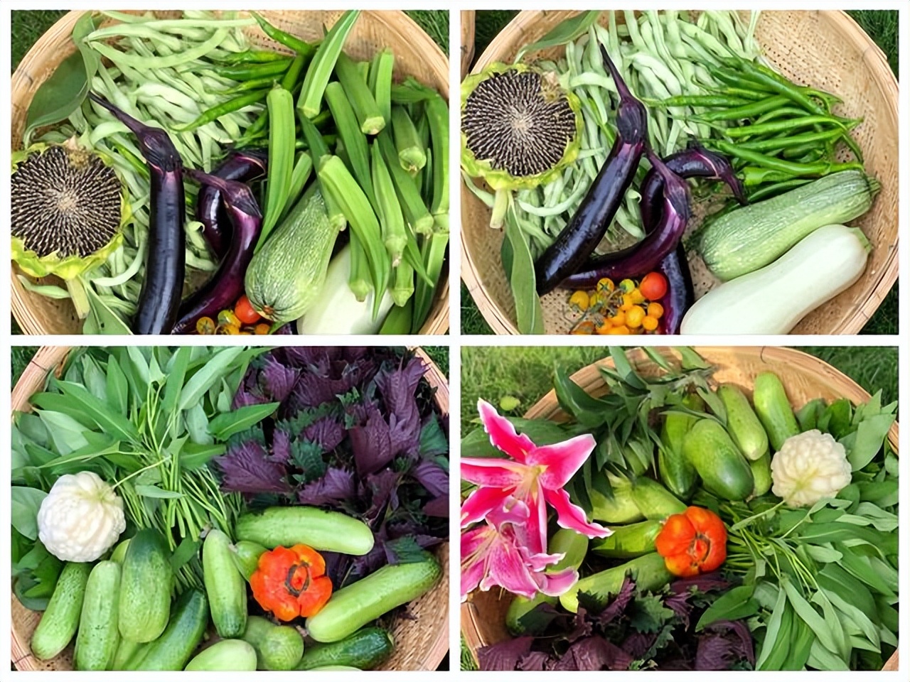 Không mua nhà thành phố, cặp vợ chồng 33 tuổi biến sân quê thành "phòng tắm nắng" và chọn một kiểu tự do tài chính khiến dân mạng tranh luận- Ảnh 8.