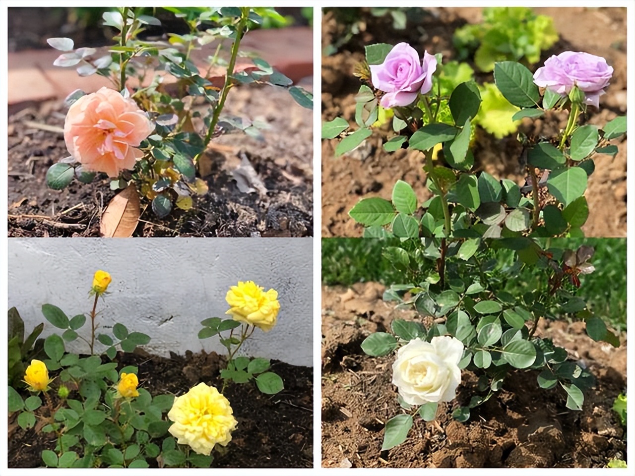 Không mua nhà thành phố, cặp vợ chồng 33 tuổi biến sân quê thành "phòng tắm nắng" và chọn một kiểu tự do tài chính khiến dân mạng tranh luận- Ảnh 11.